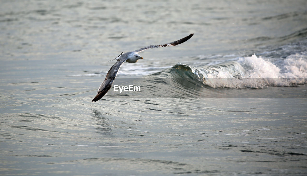 White seagull free flight over the rough sea