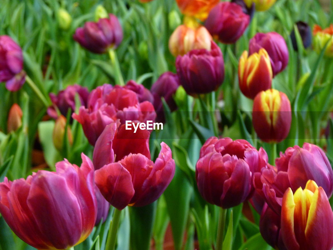 CLOSE-UP OF RED TULIPS IN BLOOM