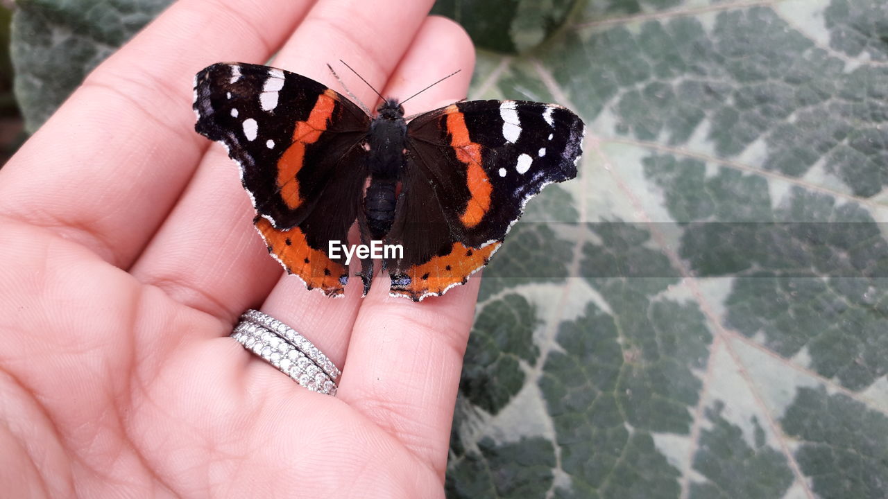 CLOSE-UP OF BUTTERFLY ON FINGER