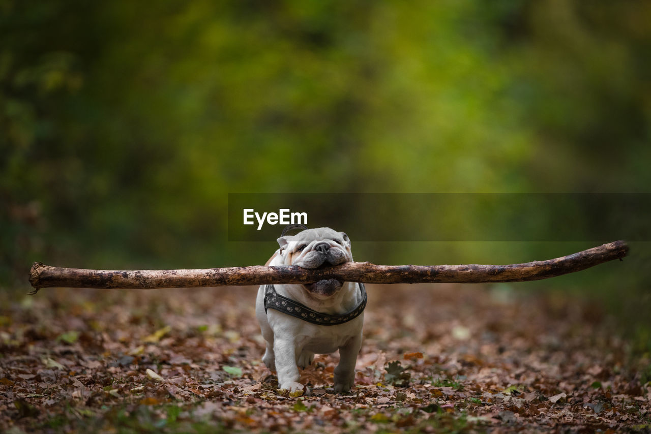 Dog carrying stick in mouth while walking on land at forest during autumn