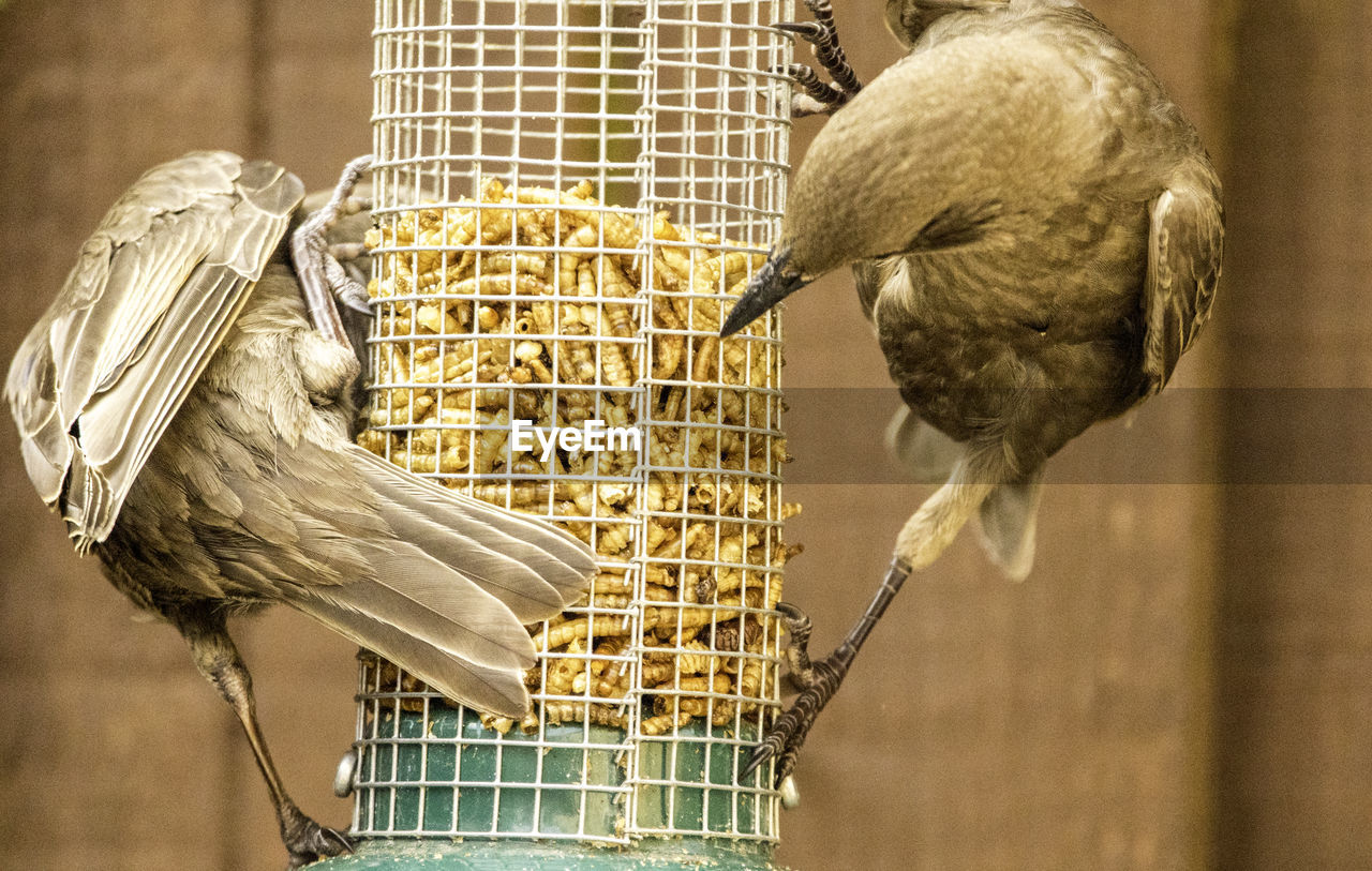 CLOSE-UP OF BIRD PERCHING IN CAGE