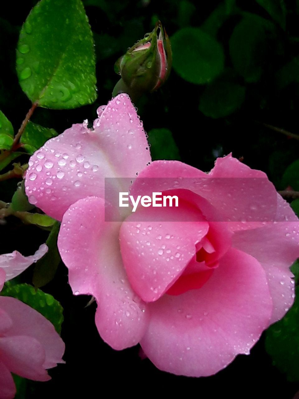 Close-up of pink flower