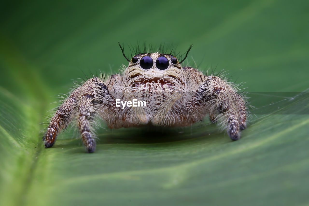 CLOSE-UP OF SPIDER ON A LEAF