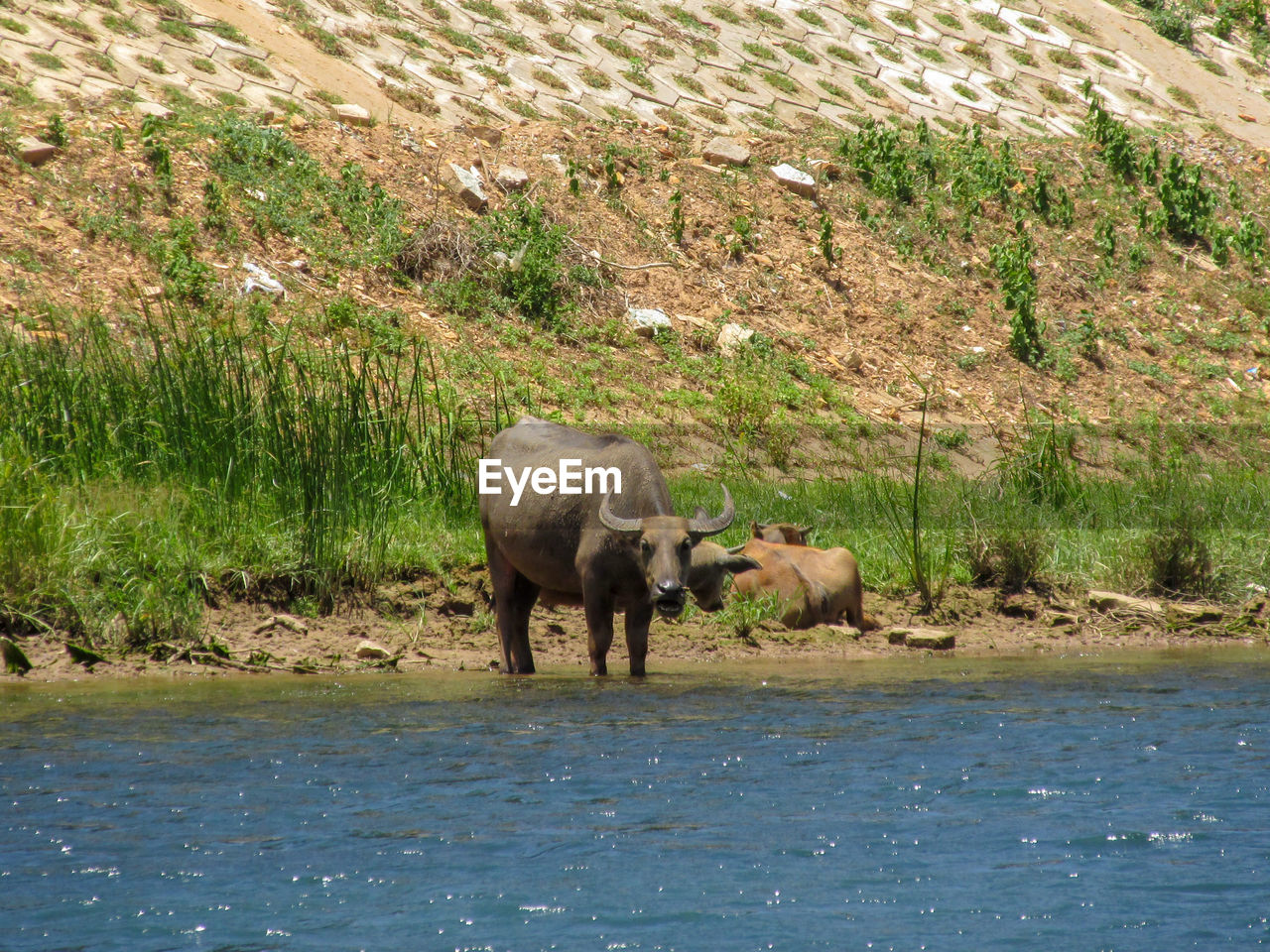 Some buffaloes are drinking water near the river