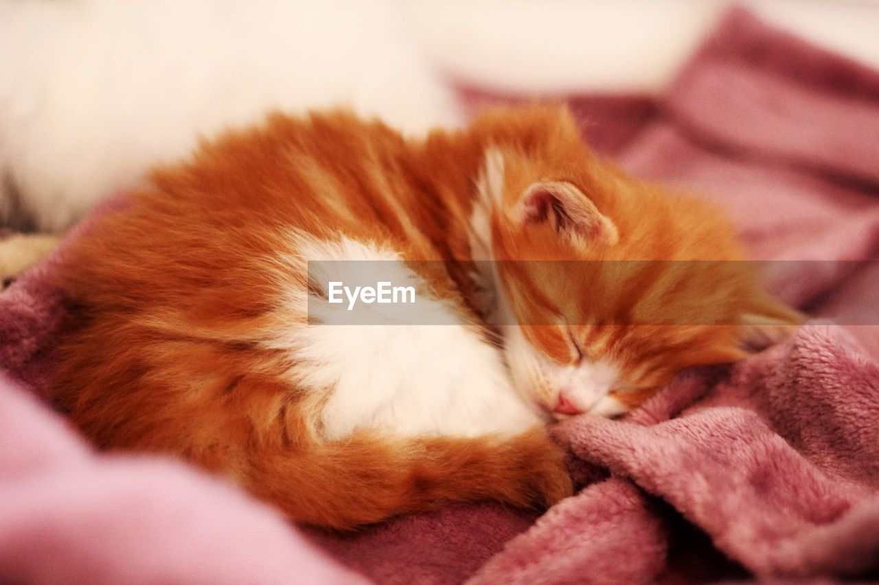 A cute little sleeping siberian cat kitten 