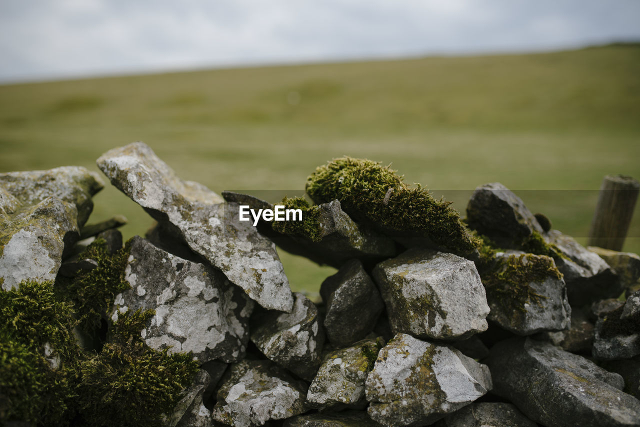 Close-up of moss on rock