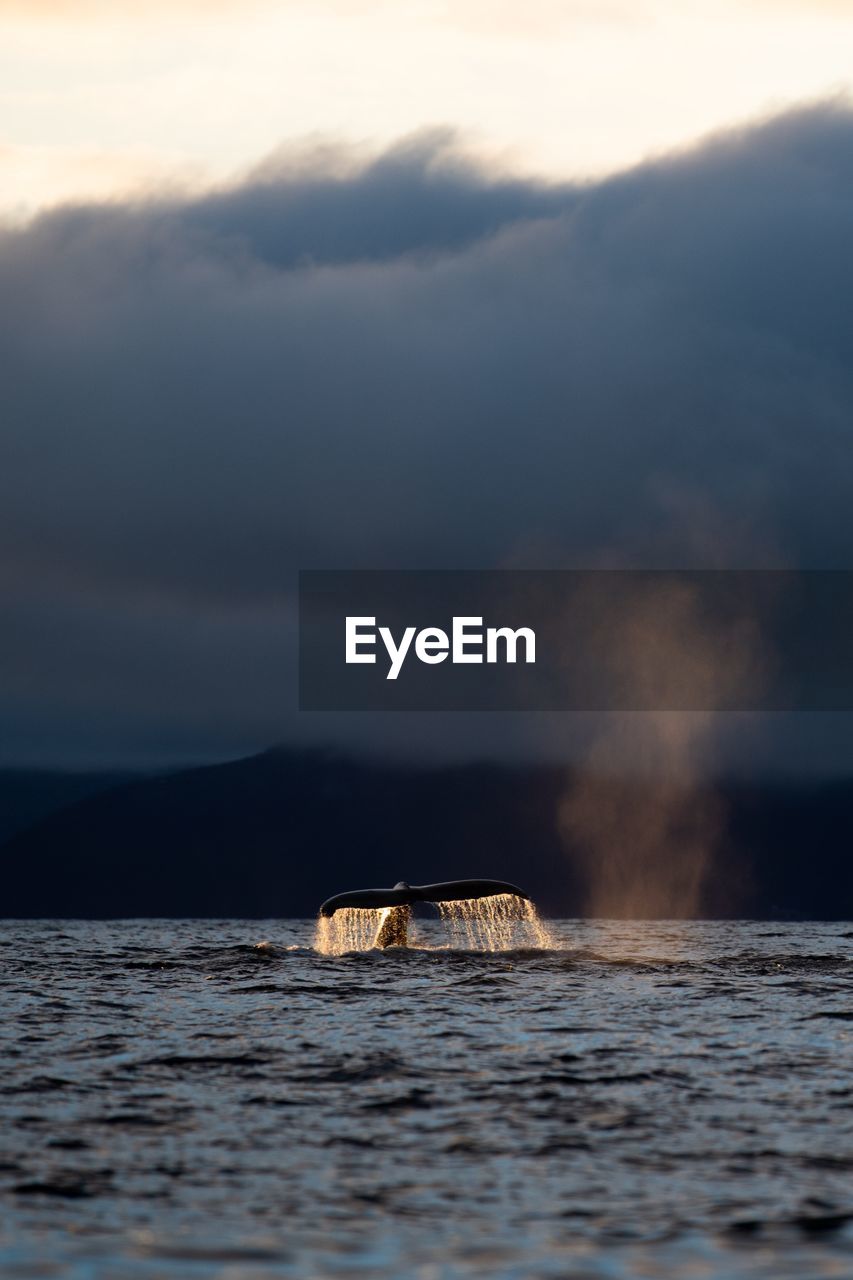 Whale swimming in sea against cloudy sky during sunset