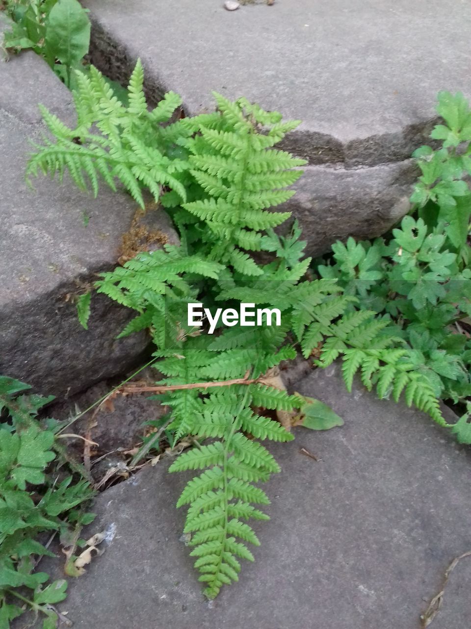 High angle view of plants growing on street