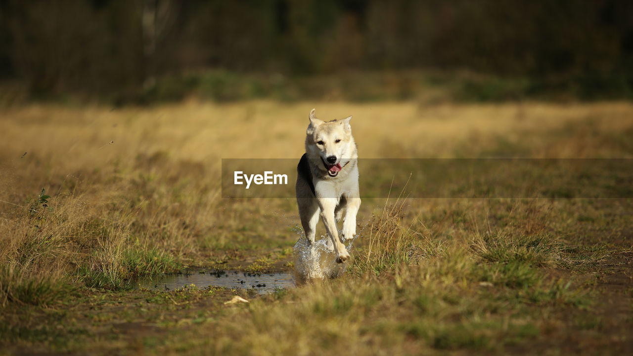 PORTRAIT OF DOG RUNNING IN FIELD