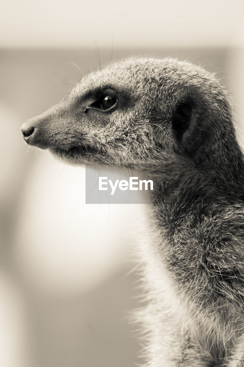 CLOSE-UP OF MEERKAT