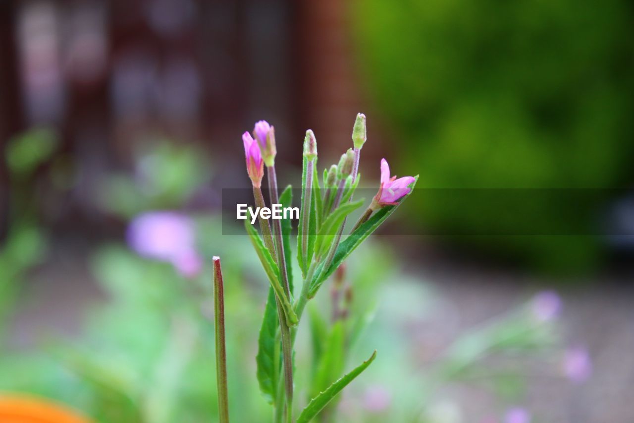 CLOSE-UP OF FLOWERS GROWING ON PLANT