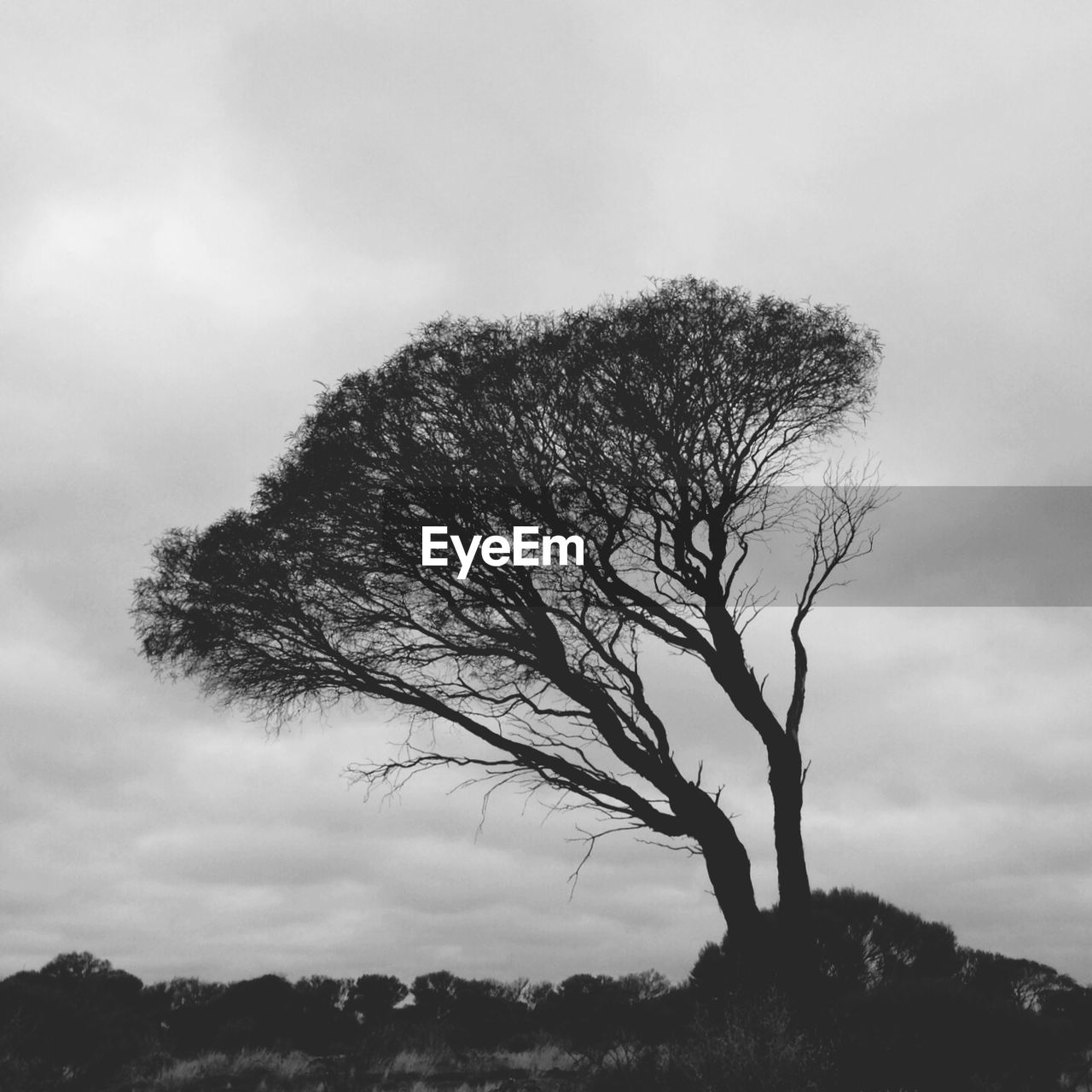 LOW ANGLE VIEW OF TREES AGAINST CLOUDY SKY