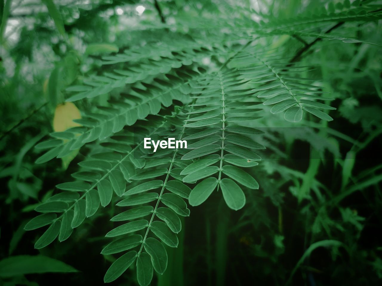 Close-up of green leaves