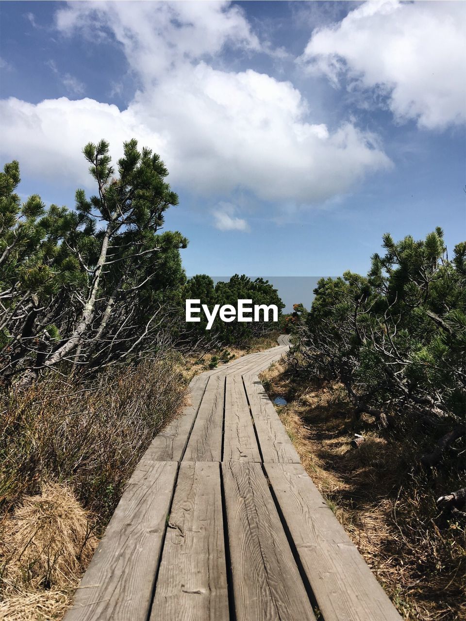 Boardwalk amidst plants against blue sky during sunny day