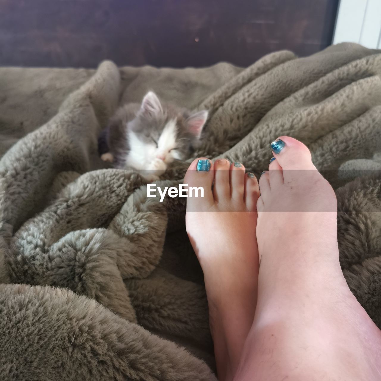 Kitten  and relaxed feet on a soft rabbit fur bef