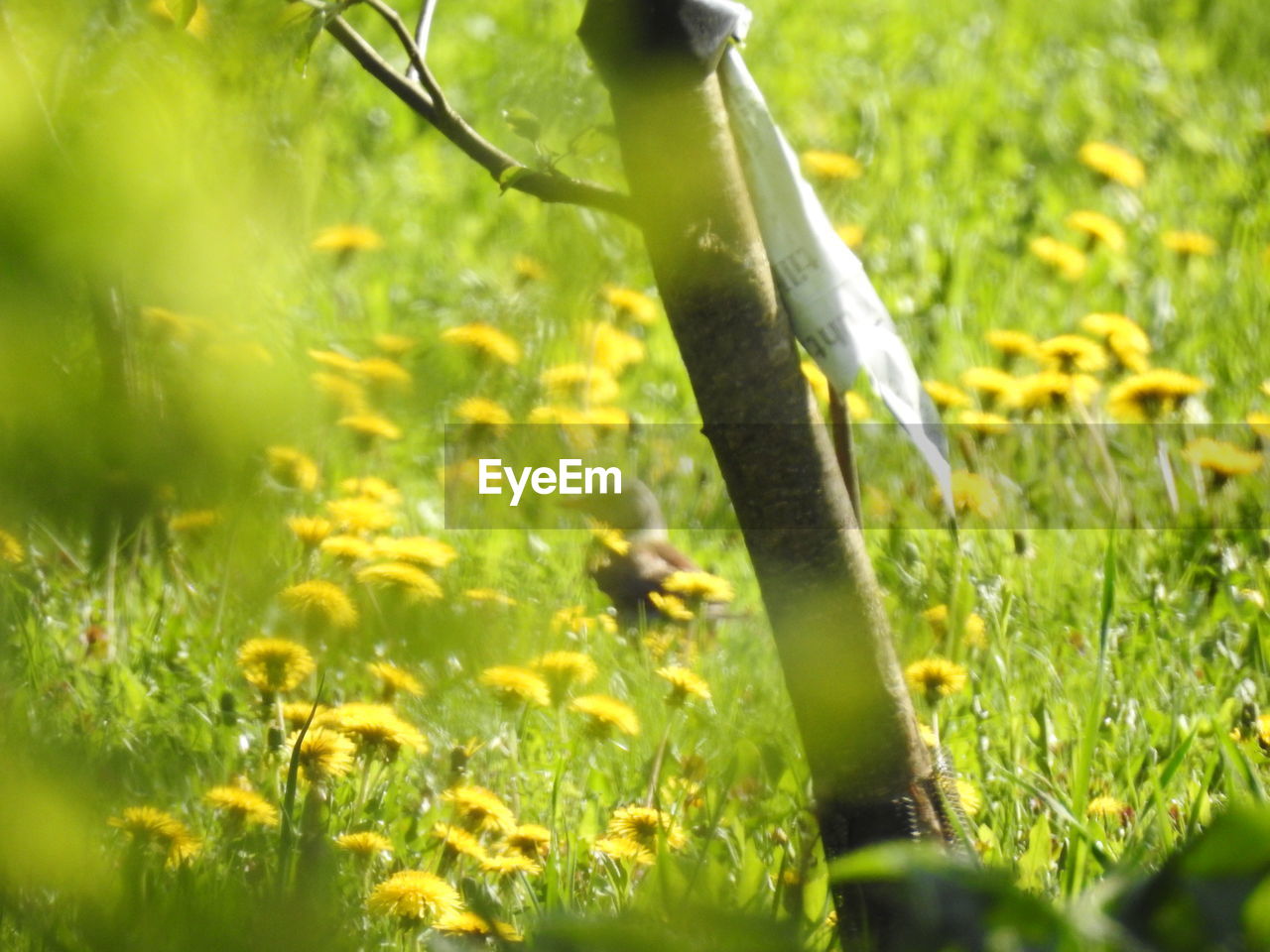 CLOSE-UP OF FRESH GREEN FIELD