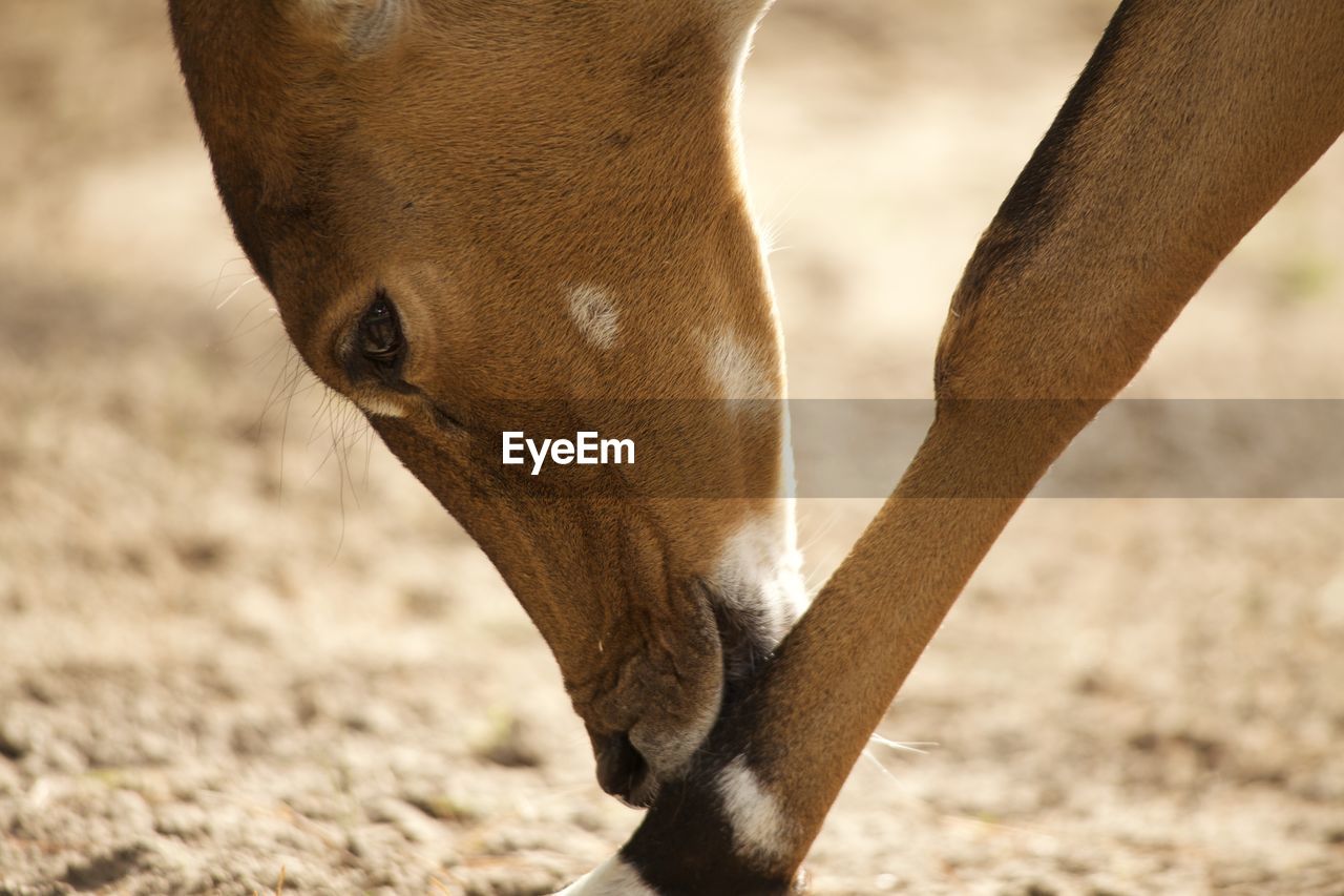 Close-up of deer licking leg on field