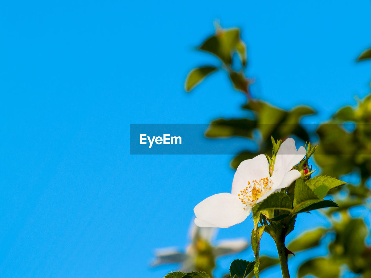 LOW ANGLE VIEW OF BLUE FLOWER BLOOMING AGAINST CLEAR SKY