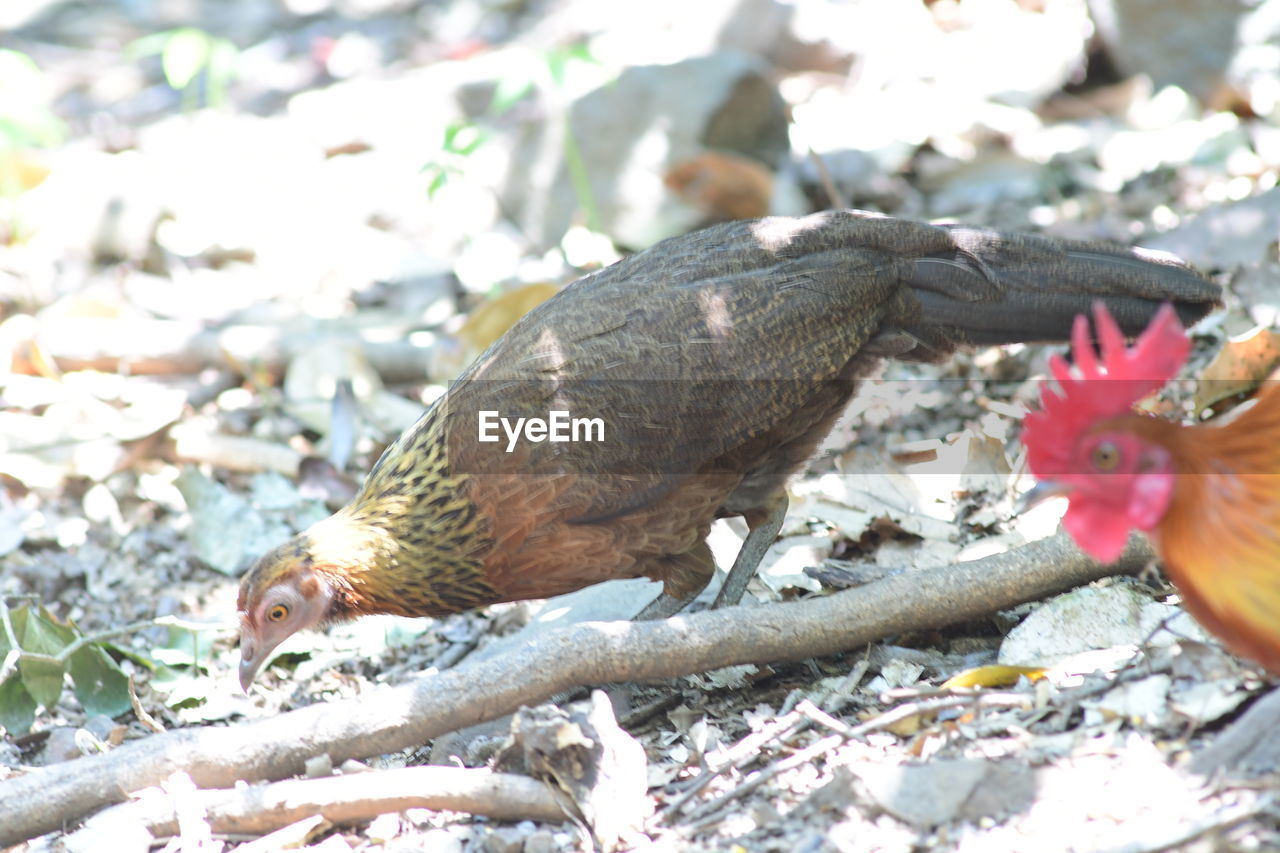 animal, animal themes, bird, nature, animal wildlife, wildlife, no people, group of animals, day, outdoors
