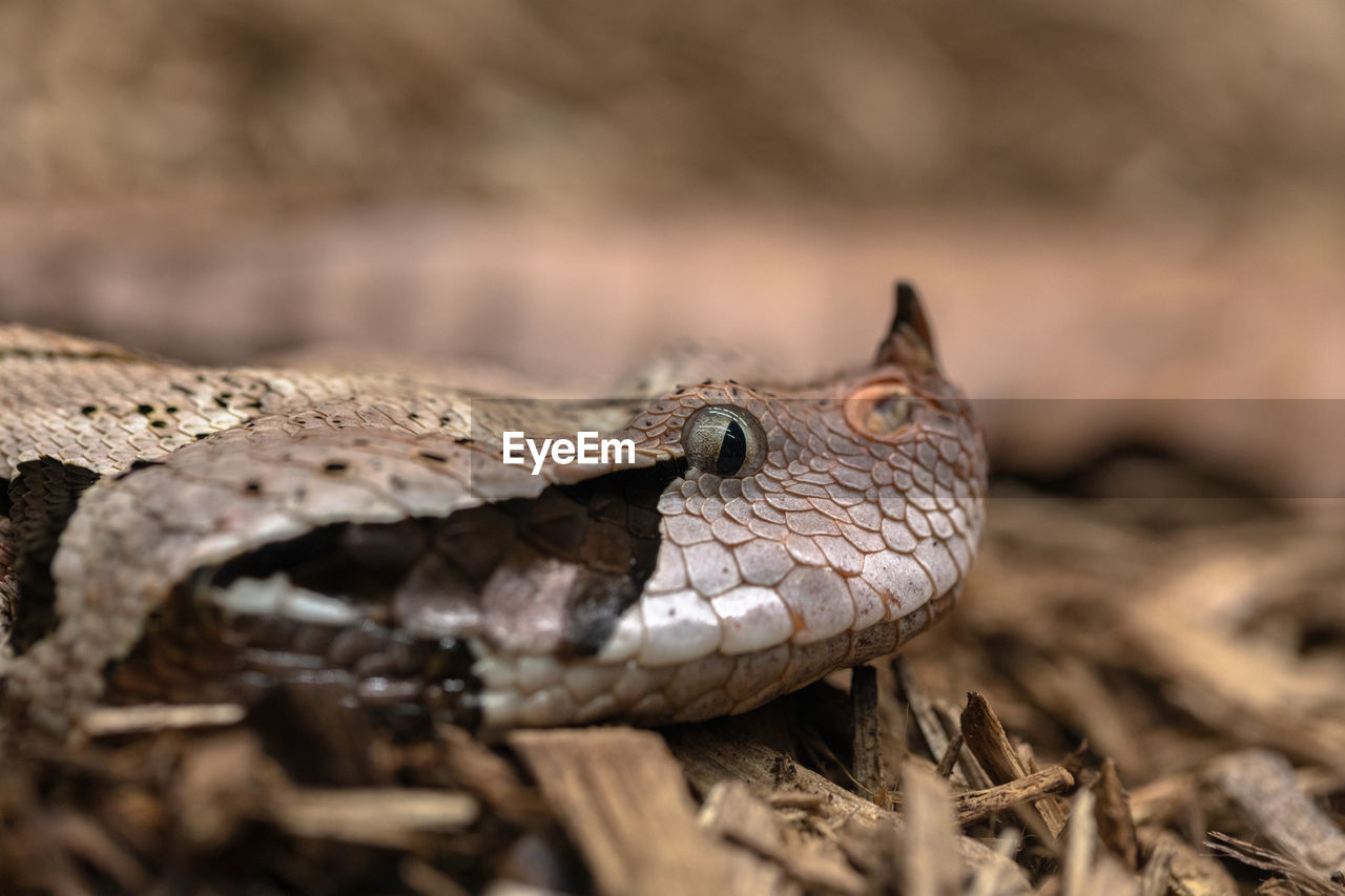 CLOSE-UP OF A LIZARD