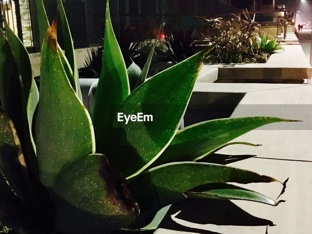 CLOSE-UP OF CACTUS PLANT