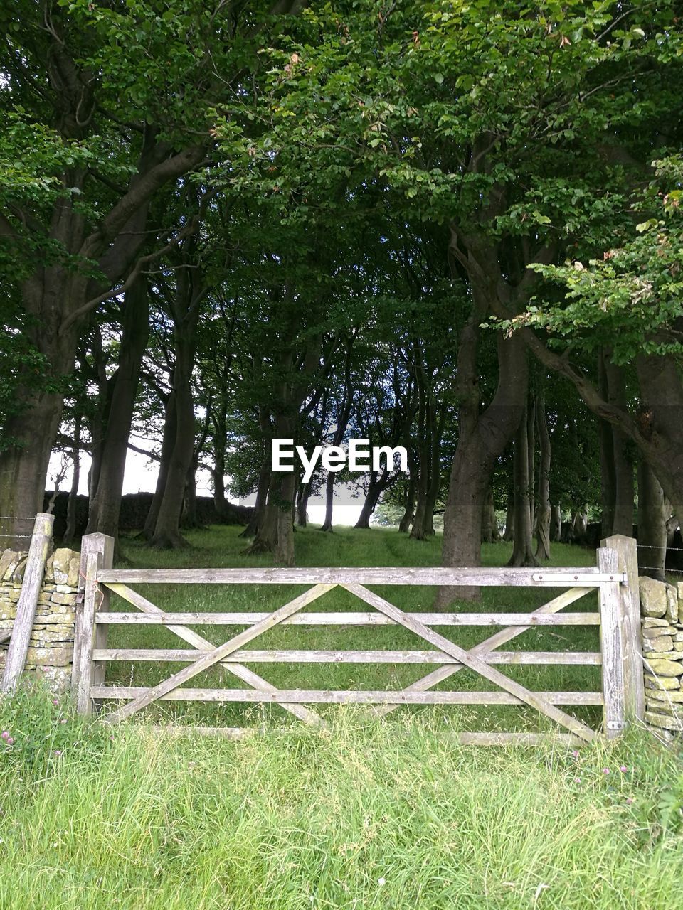 Closed wooden gate on grassy field by trees