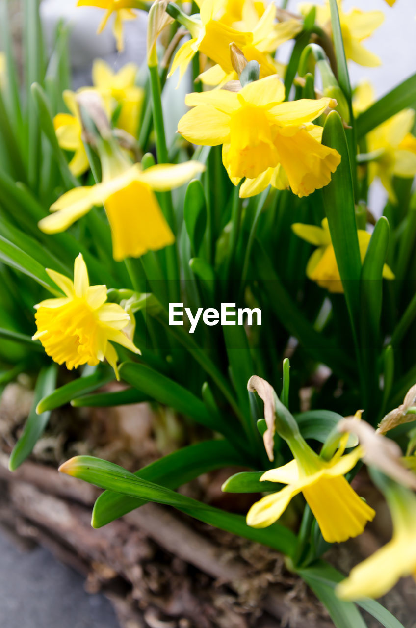 Close-up of yellow flower