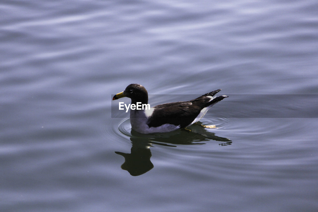 Duck swimming on lake