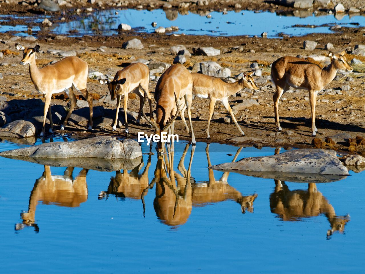 Impala symmetrically mirrored in waterhole