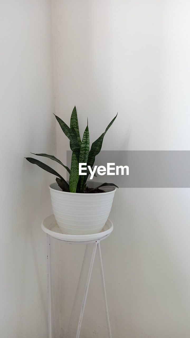 CLOSE-UP OF POTTED PLANT AGAINST WALL AGAINST WHITE BACKGROUND