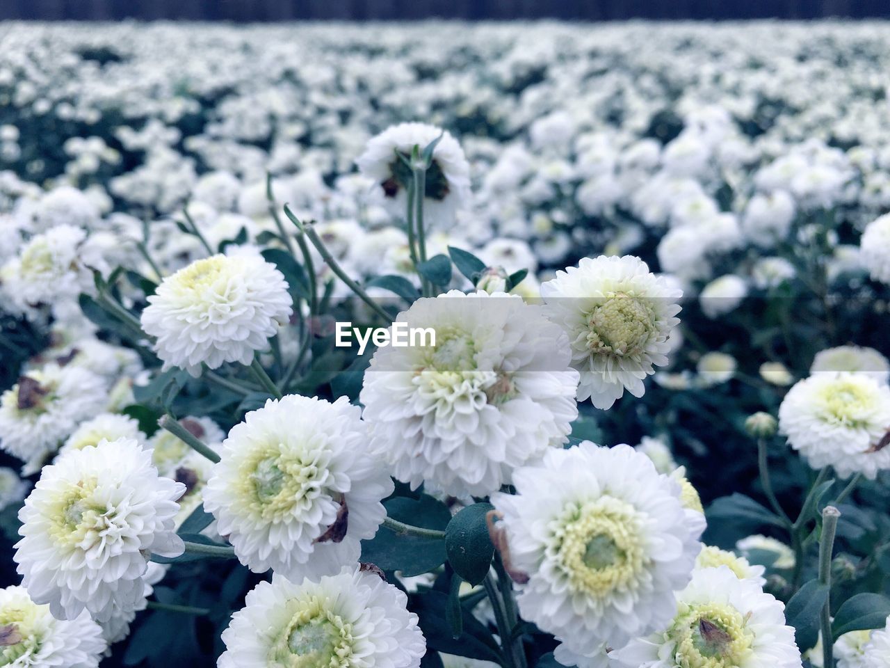 CLOSE-UP OF WHITE FLOWERS BLOOMING ON PLANT