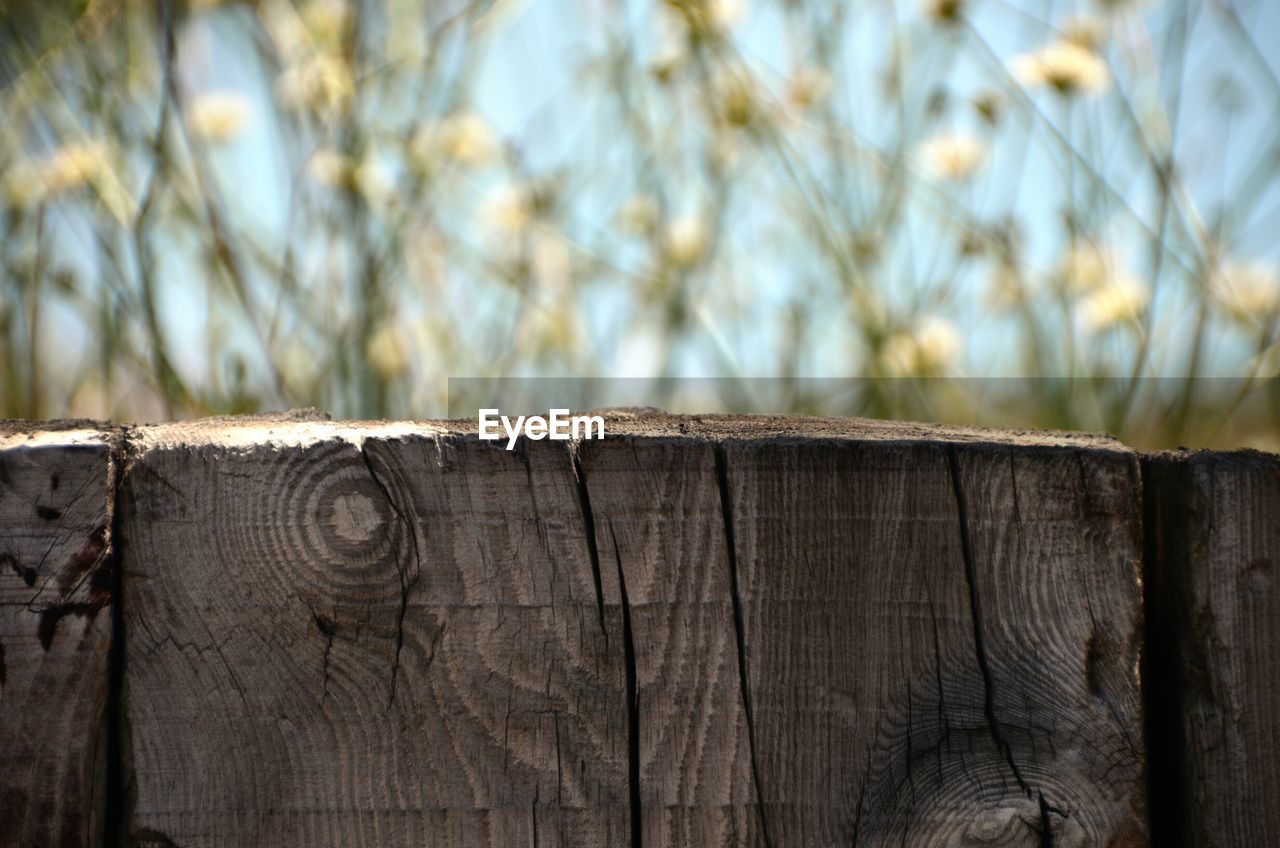 Close-up of wood against blurred background