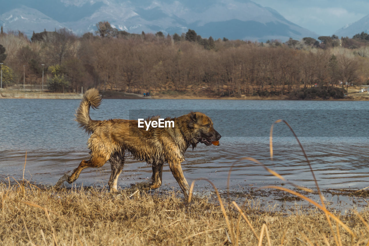 DOG STANDING IN WATER