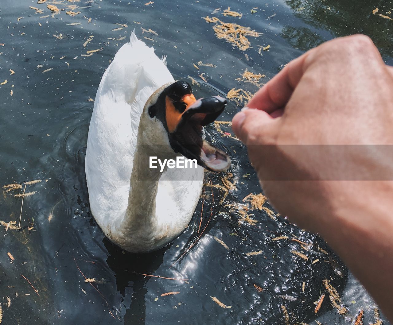 High angle view feeding swan in water