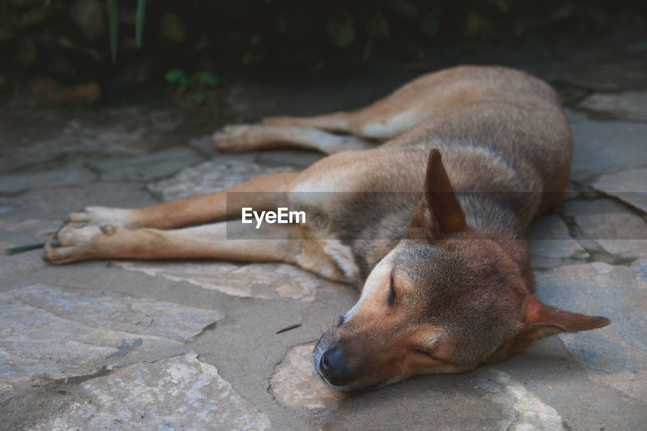 HIGH ANGLE VIEW OF A DOG SLEEPING