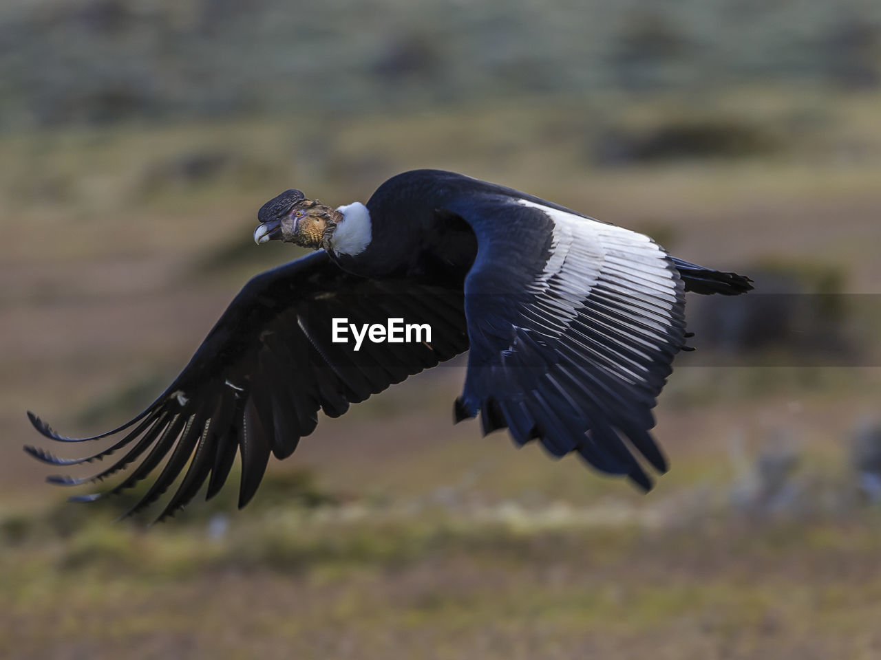 Close-up of a bird flying