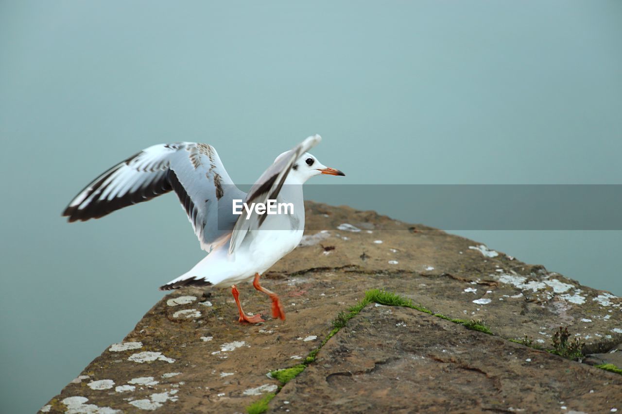 SEAGULL FLYING ABOVE ROCK