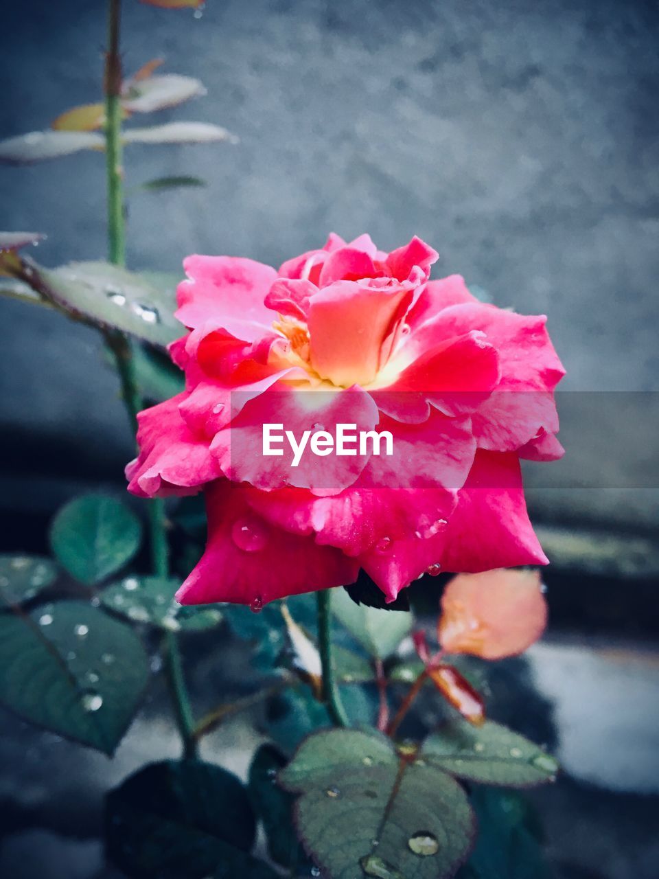 CLOSE-UP OF PINK ROSE FLOWER IN WATER