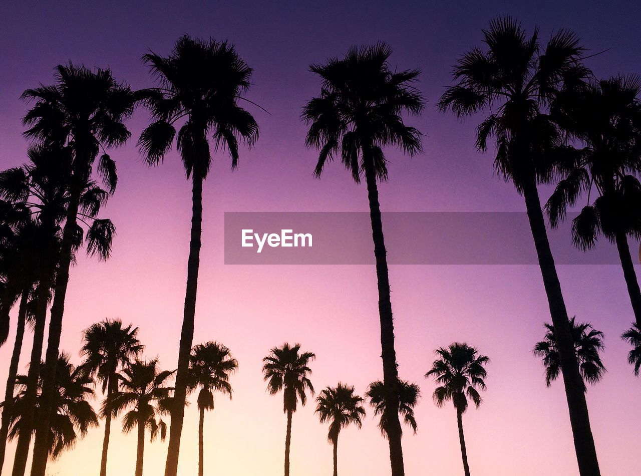 LOW ANGLE VIEW OF PALM TREES AGAINST SKY