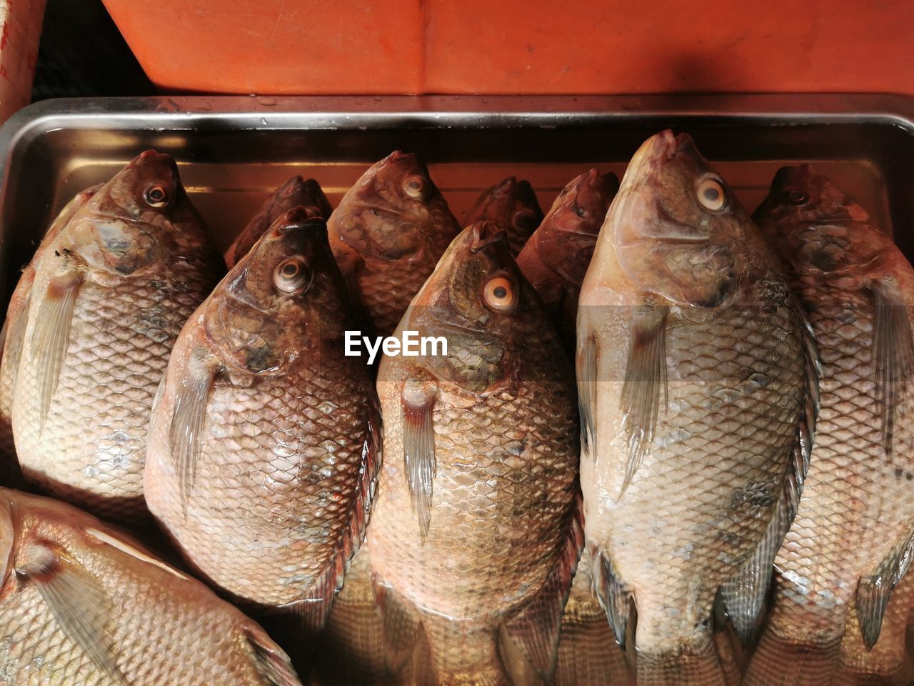 HIGH ANGLE VIEW OF FISH FOR SALE