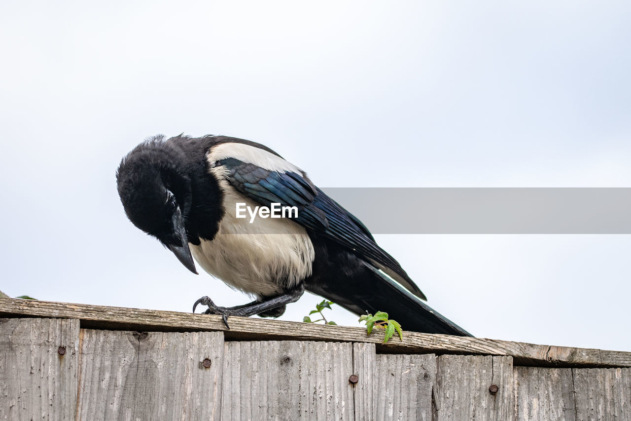 low angle view of bird perching on wood