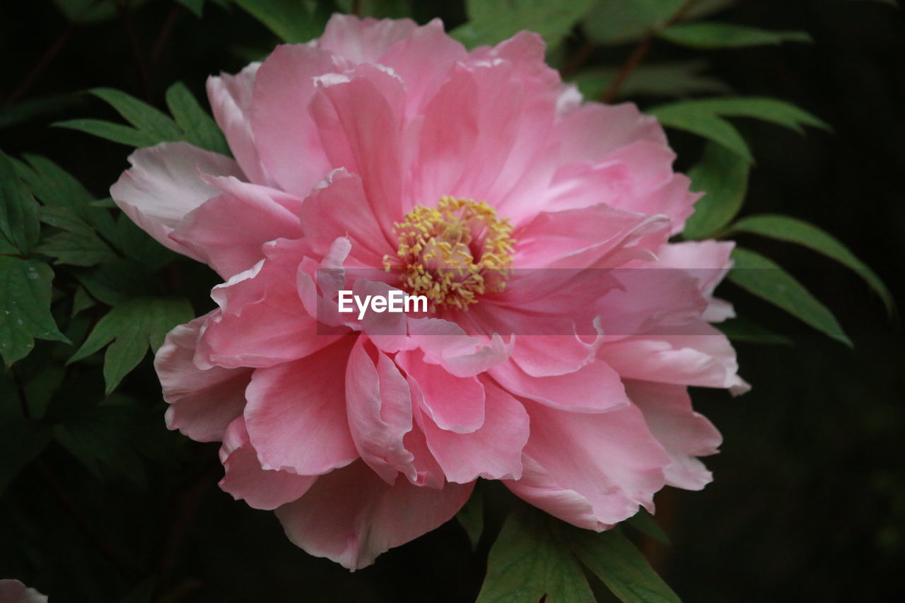 Close-up of pink flower