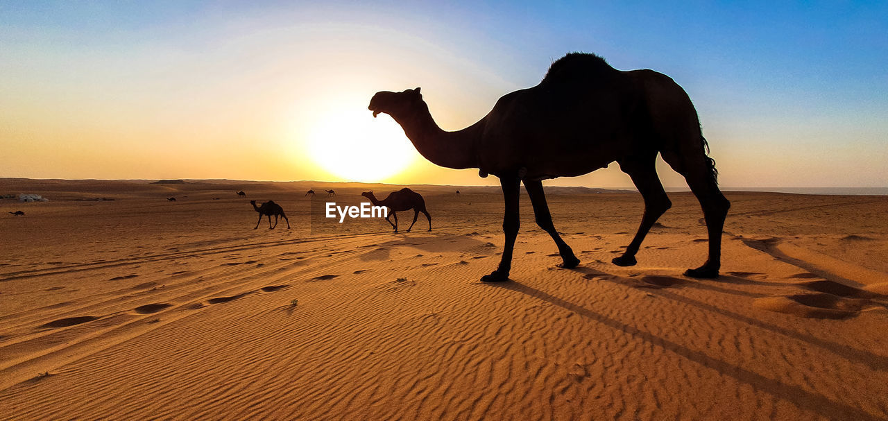 Camels in a desert