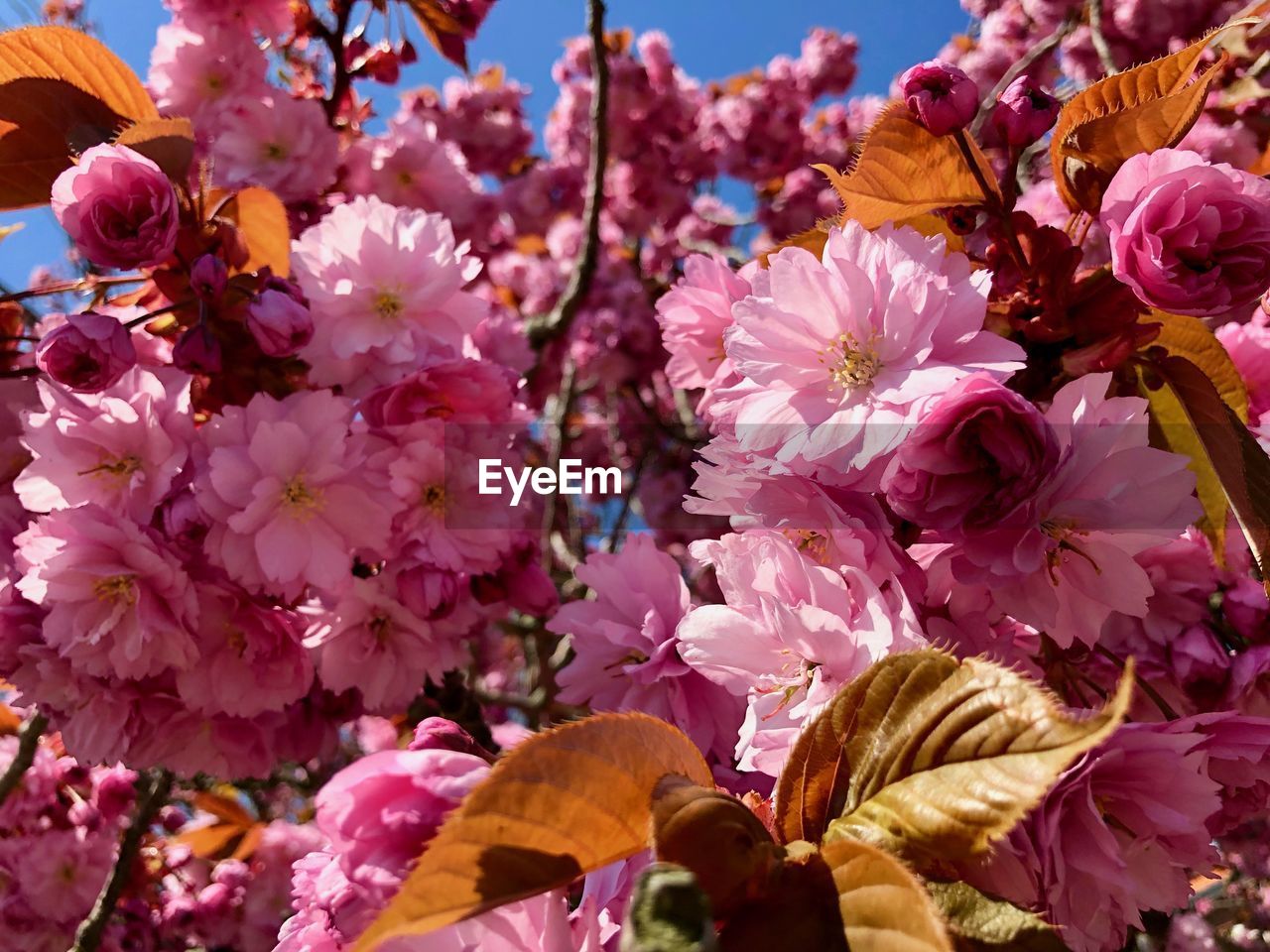 CLOSE-UP OF PINK CHERRY BLOSSOM FLOWERS