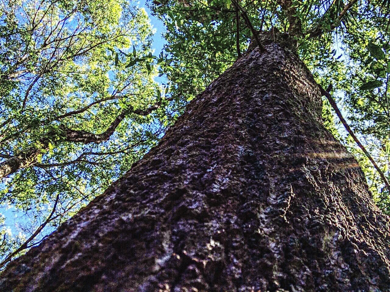 Close-up low angle view of trees