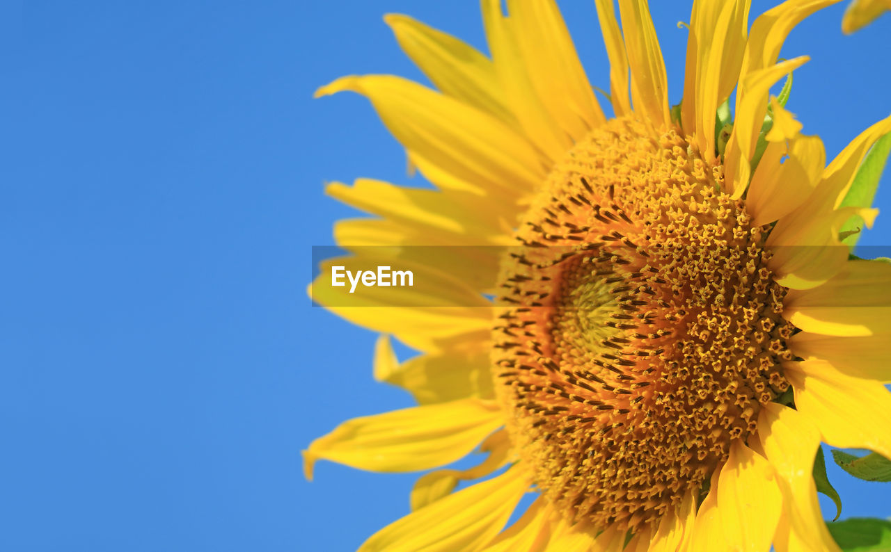 Closeup of sunflower disc florets with blurry ray florets in the sunny blue sky