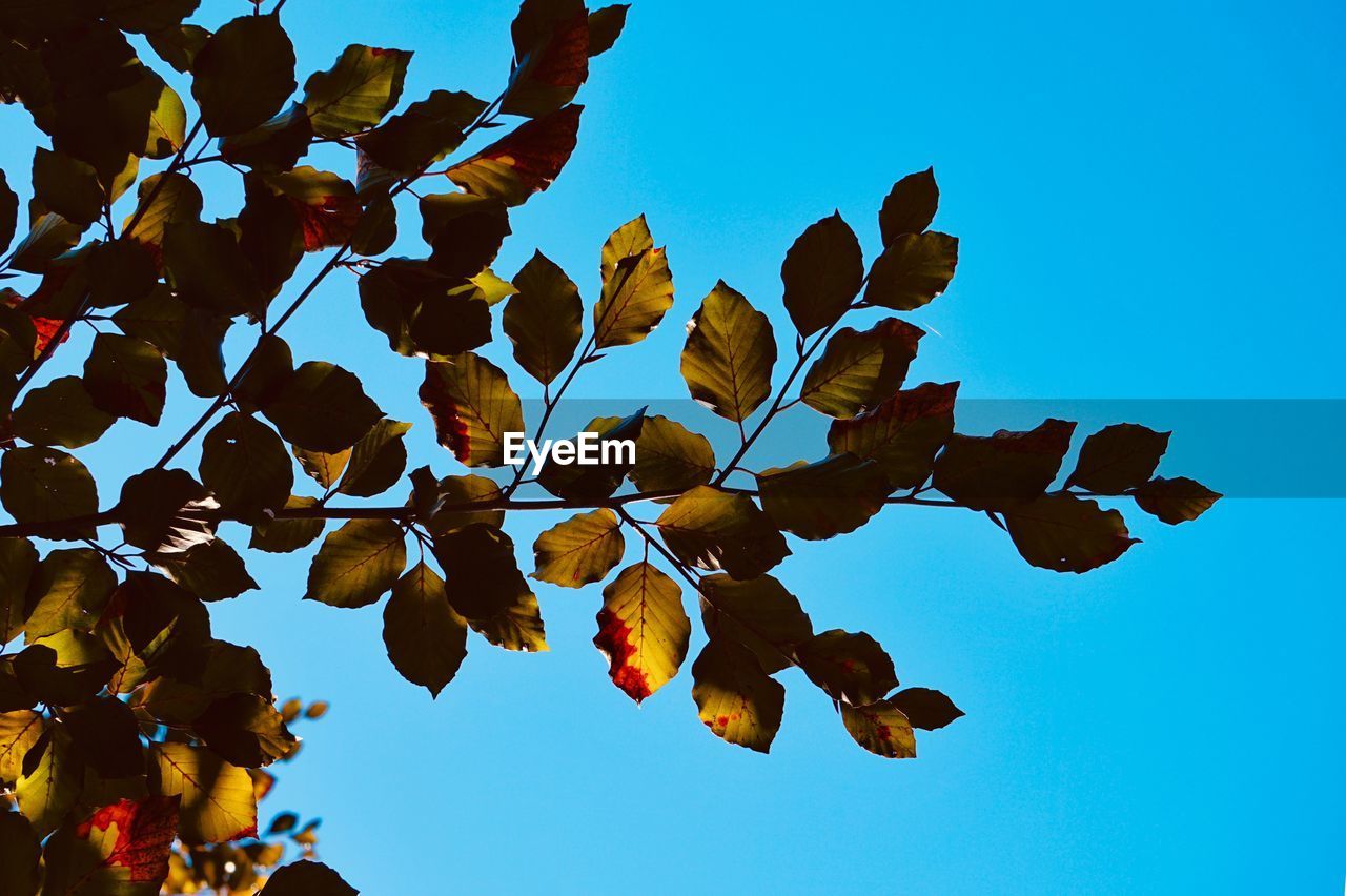 LOW ANGLE VIEW OF FLOWERING PLANTS AGAINST BLUE SKY
