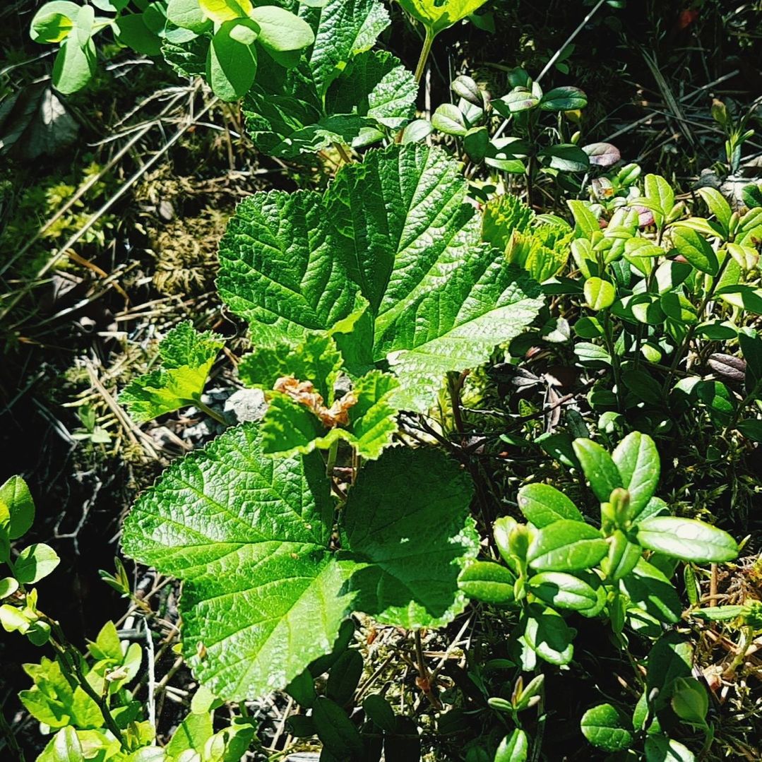 CLOSE-UP OF GREEN PLANTS