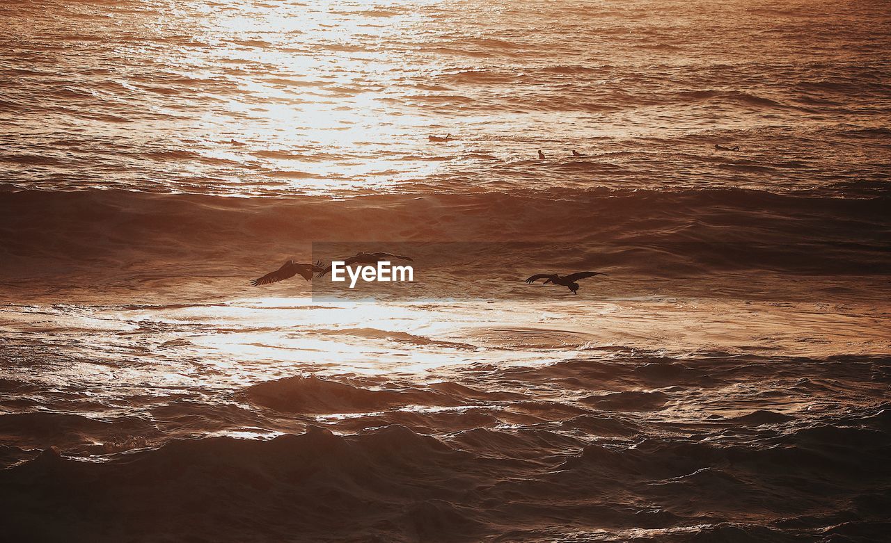 Silhouette birds flying over sea during sunset