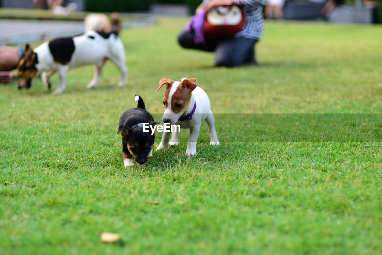 Cute puppies playing on grassy field